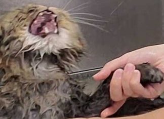 Mayonnaise doesn't like bath