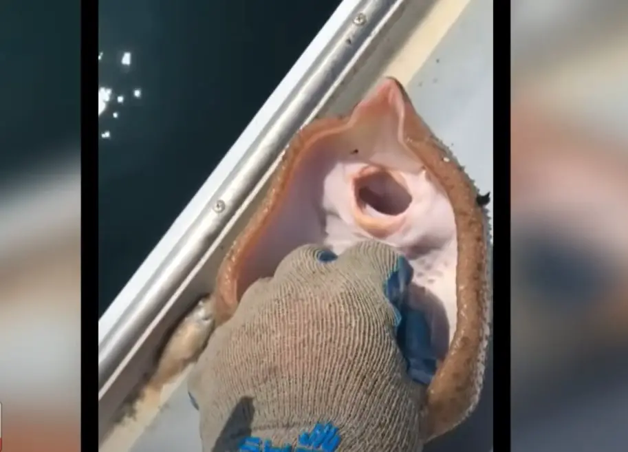 Tickling stingray