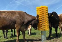 cows-curious brush battle