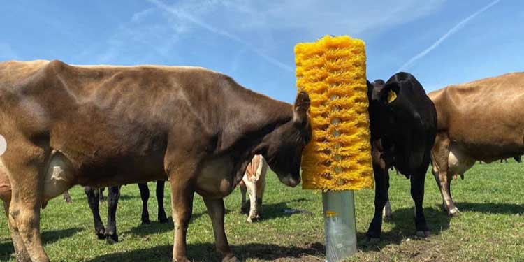 cows-curious brush battle