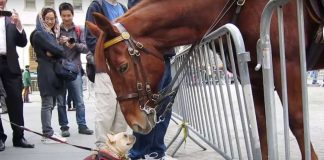 frenchie police horse nypd