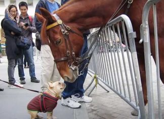 frenchie police horse nypd