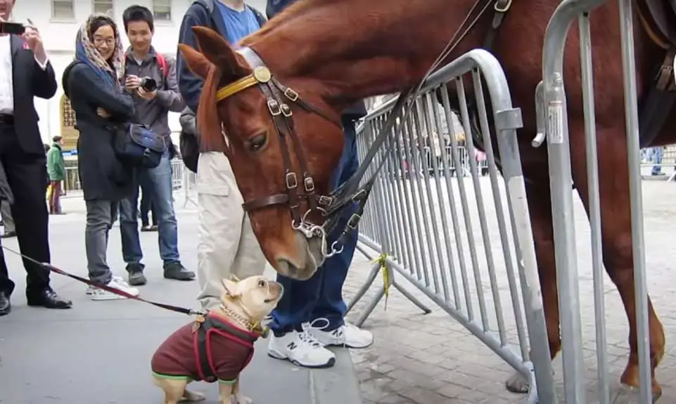 frenchie police horse nypd