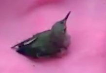 man-saves-hummingbird