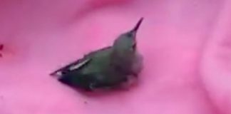 man-saves-hummingbird