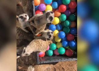 meerkats-playing