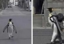 Adorable Penguin in Japan