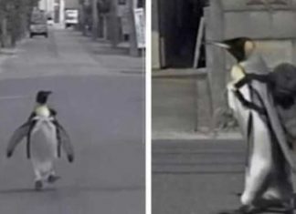 Adorable Penguin in Japan