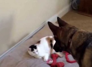 Cat Steals German Shepherd’s Bed