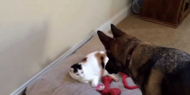 Cat Steals German Shepherd’s Bed