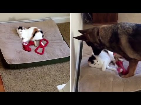 Cat Steals German Shepherd’s Bed