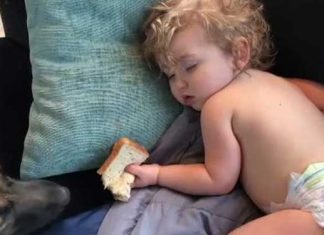 Dog Tries to Steal Sandwich From Sleeping Toddler