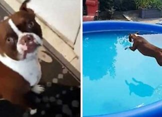 Dog is Always Pretending He Has To Go Pee