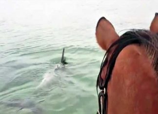 Horse Trotting In The Ocean To Meet Dolphins