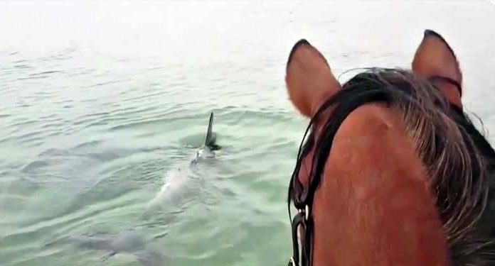 Horse Trotting In The Ocean To Meet Dolphins