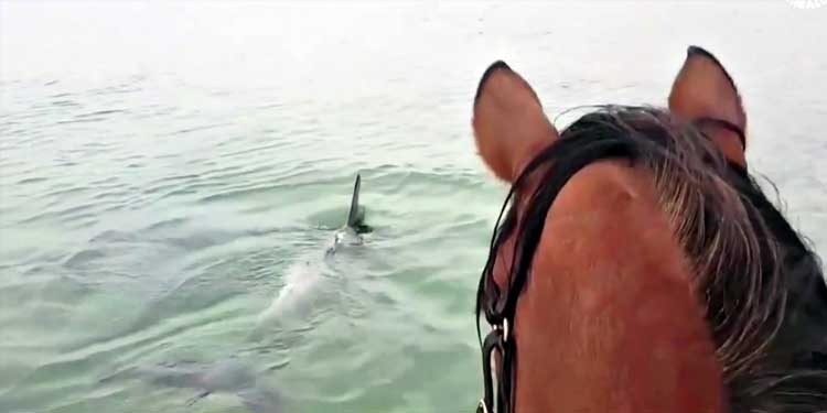 Horse Trotting In The Ocean To Meet Dolphins