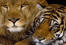 Liger the cross of lion