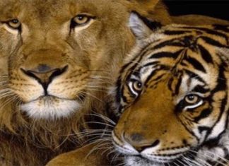 Liger the cross of lion