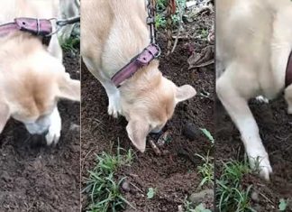 Mother Dog Tries To Bring Dead Puppy
