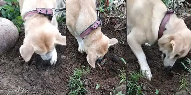 Mother Dog Tries To Bring Dead Puppy