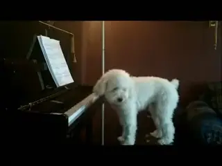 Singing dog