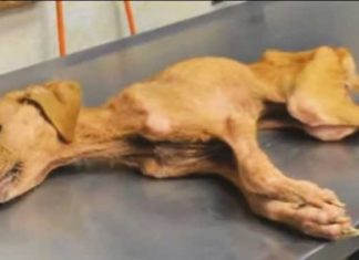 abused-dog-bond-child