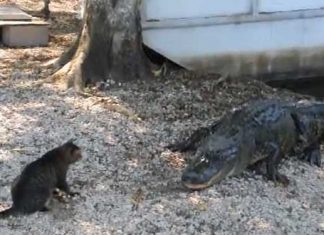 cat-boy-alligator save