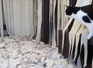 cat-playing-with-TP