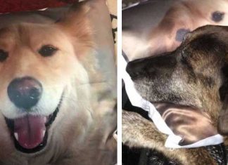dog hugging a pillow