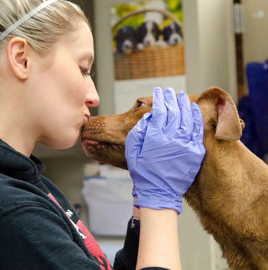 dog howl rescue