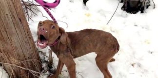 puppy shivering stray