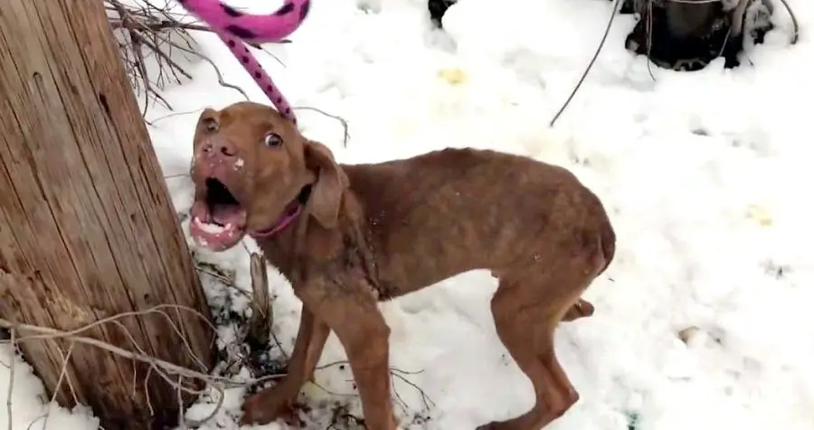 puppy shivering stray