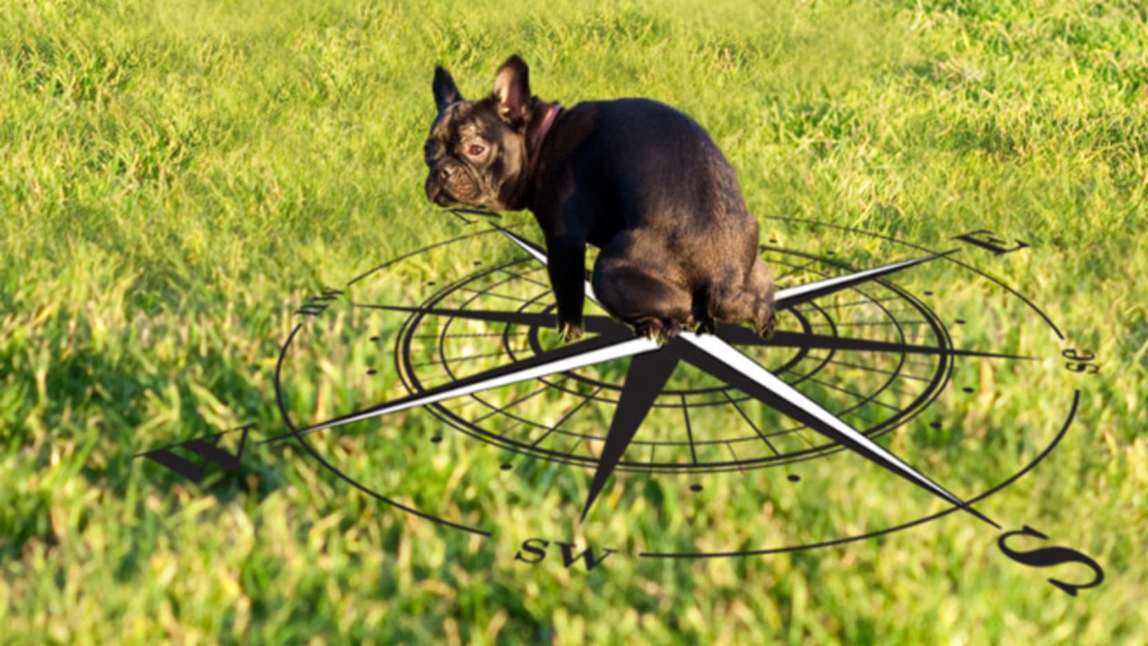 dog magnetic field
