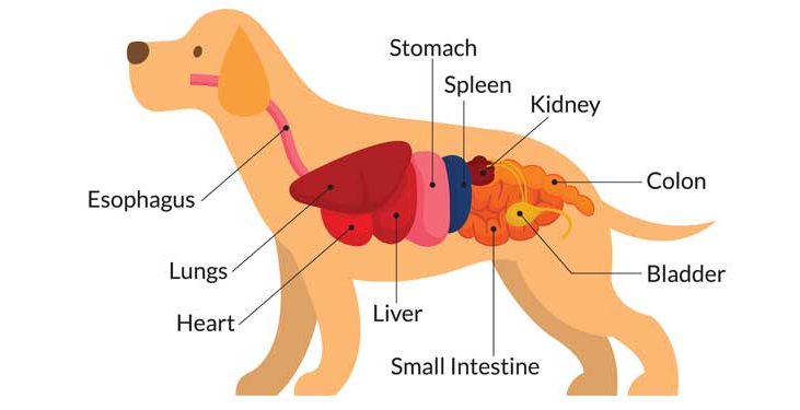 dog's anatomy