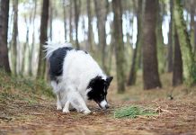 dogs-do-a-circle before bathroom