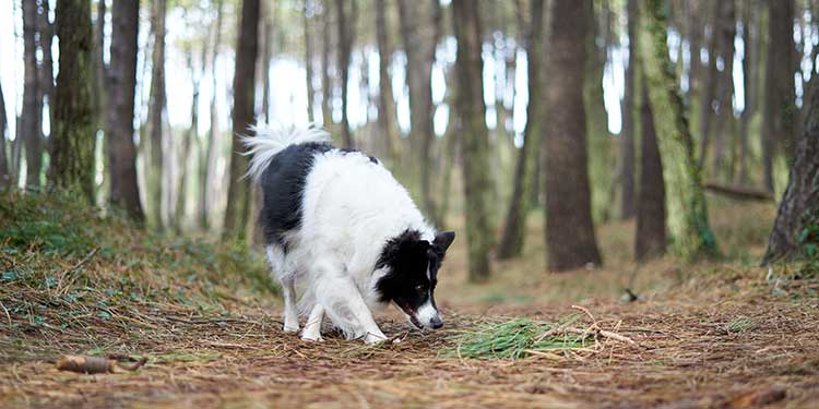 dogs-do-a-circle before bathroom