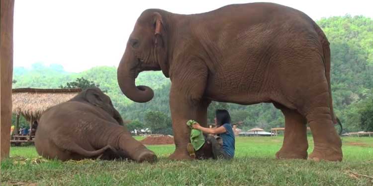 elephant-asks-caretaker