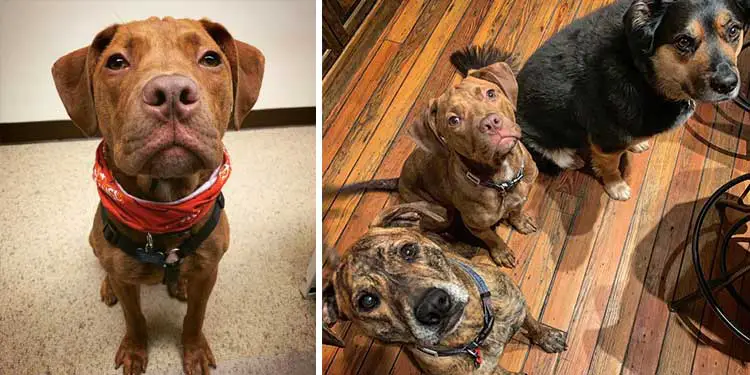 injured-puppy-lets-out-desperate