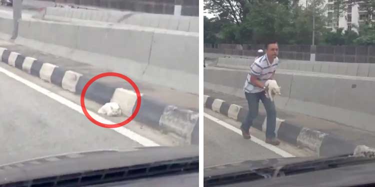 man-saves-stray-cat