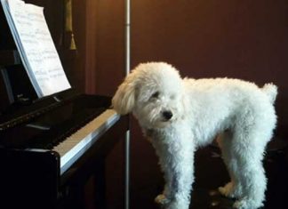 singing dog nanny cam