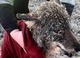 Dogs wolf