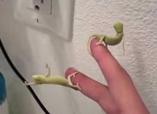 Baby-Chameleons-Fruit-Fly