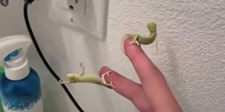 Baby-Chameleons-Fruit-Fly