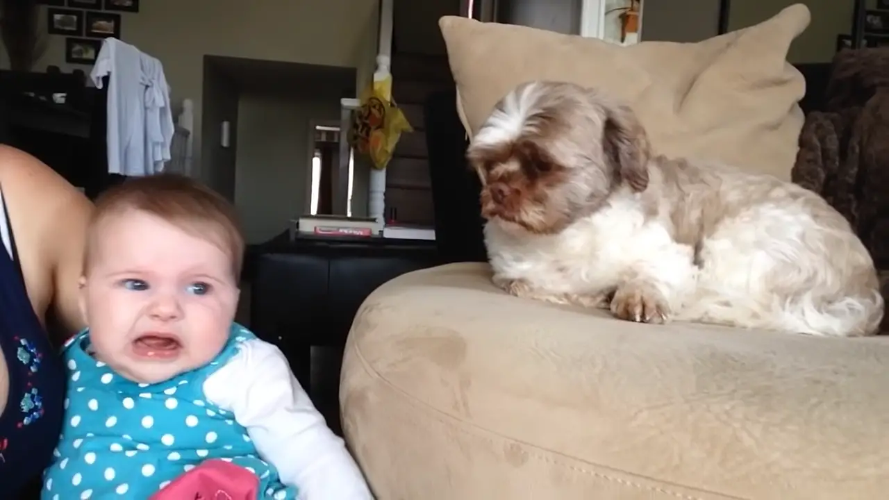 Baby argues with Dog