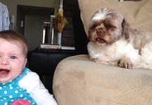 Baby-argues-with-Dog