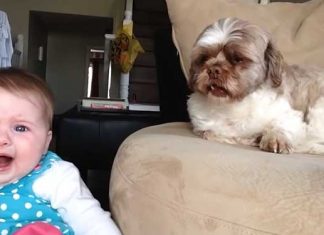 Baby-argues-with-Dog