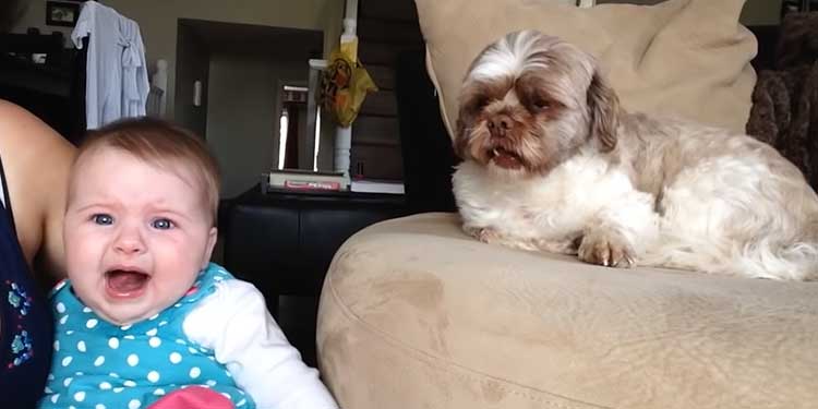 Baby-argues-with-Dog