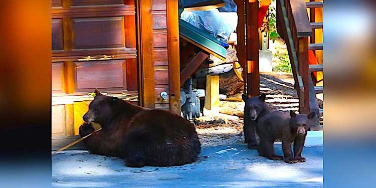 Bears Try To Break violin