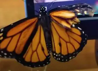 Butterfly wings broken