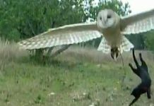 Cat and owl friendship
